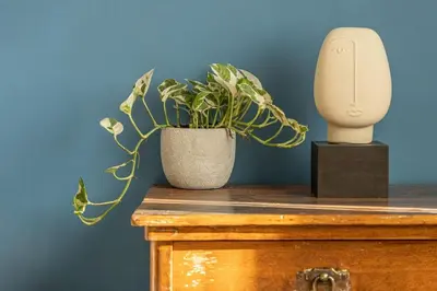 a plant in a vase on top of a table at Cozy Apartment Overlooking The Park in Sofia