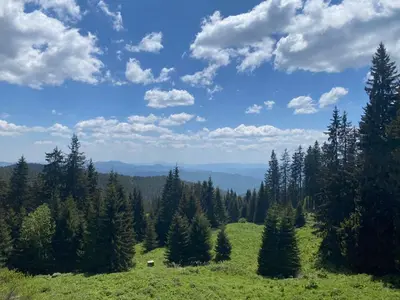 a view of a field with trees on a hill at Pamporovo mountain apartment in Pamporovo