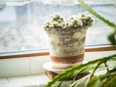 a potted plant sitting on a plate in a window at Стаи за гости Божана in Razlog