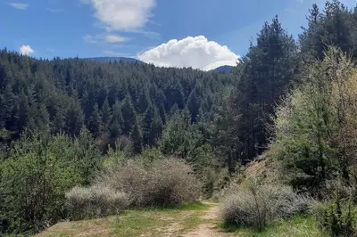a dirt road in the middle of a forest at The snug apartment near the brimming mountains in Bansko