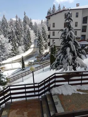 a snow covered tree in front of a building at Apartment near by Studenec-Cedar Heights 1 in Pamporovo