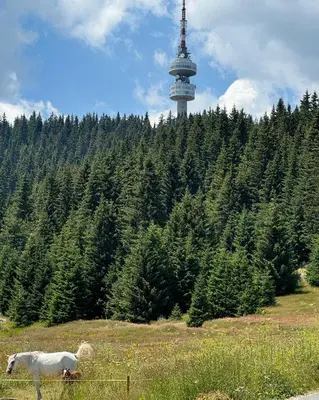a sheep standing in a field with a tv tower in the background at Yanevi Apartments at Grand Monastery Pamporovo in Pamporovo