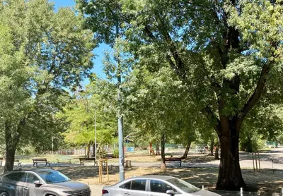 two cars parked under a large tree in a park at Удобен апартамент в центъра на София in Sofia