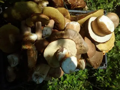 a pile of mushrooms sitting on the grass at Zodiac House in Samokov