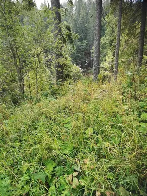 a field of grass with trees in the background at ICEBERG Ski Apartment No19 in Pamporovo