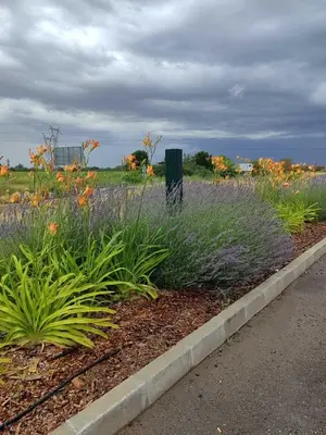 a garden with purple flowers on the side of a road at Ubis Hotel in Krumovo