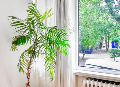 a plant sitting in a window sill next to a window at 1BDR Quiet Str Vitoshka Area AC in Sofia