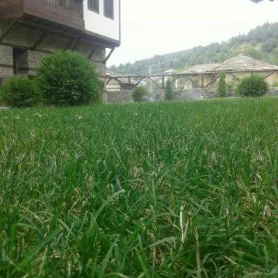 a field of tall green grass in front of a house at Leshtenski Perli in Leshten