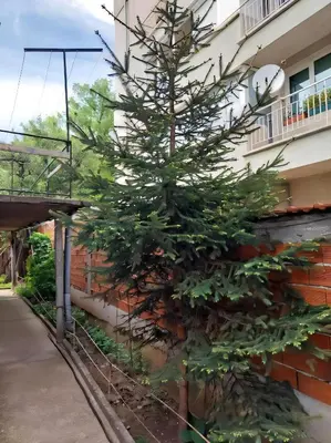 a christmas tree in front of a building at Independent studio in a house in the city in Sofia