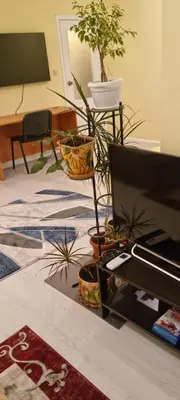 a living room with potted plants and a piano at Peaceful studio in the city center, close to subway, Medical University in Sofia