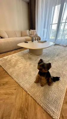 a small dog sitting on a rug in a living room at High End Elegant Living & Free Parking in Sofia