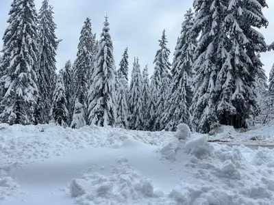 a pile of snow in front of a group of trees at Passion & Sense Studios Pamporovo in Pamporovo