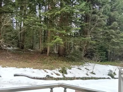 a view of a forest with snow and trees at STUDIO B&K in FLORA BOROVETS in Borovets