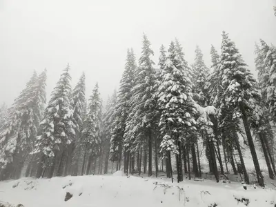 a group of pine trees covered in snow at Студио Алтом in Pamporovo