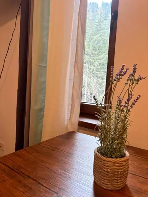 a plant sitting on a table next to a window at Montepinar Apartment Grand Resort Pamporovo in Pamporovo