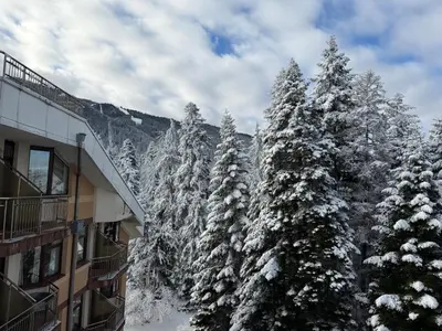 a group of trees covered in snow next to a building at SnowLine Flora in Borovets