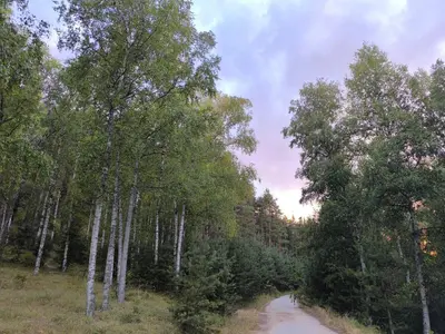 a path through a forest of trees with a road at Апартамент Славяна in Velingrad