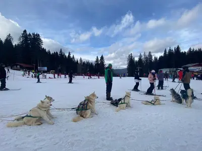 a group of dogs sitting in the snow at Castle Inn Pamporovo in Pamporovo