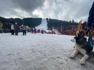 a husky dog sitting in the snow at a ski slope at Castle Inn Pamporovo in Pamporovo