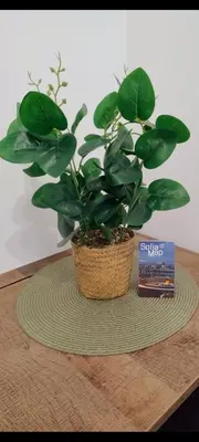 a plant in a basket on a table with a book at Tiny studio in top center in Sofia