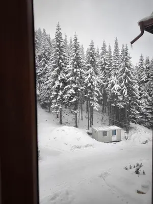 a snow covered forest with a building in front of trees at NiSimo Apartment Grand Resort Pamporovo in Pamporovo