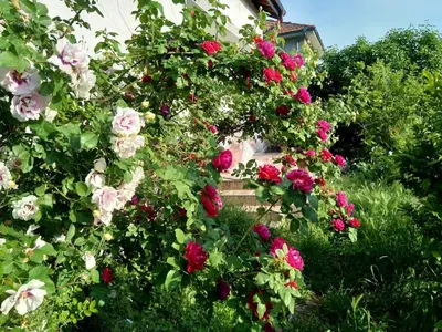 a bunch of pink roses growing on a building at Харизма in Hisarya