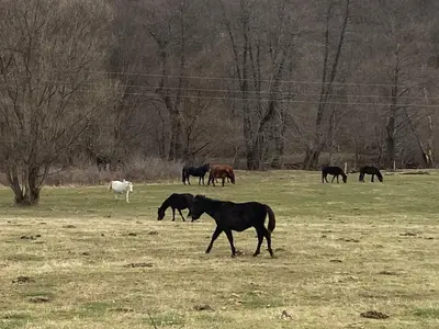 a group of horses grazing in a field at VILLA INBAR - Village house on the river in Boykovets
