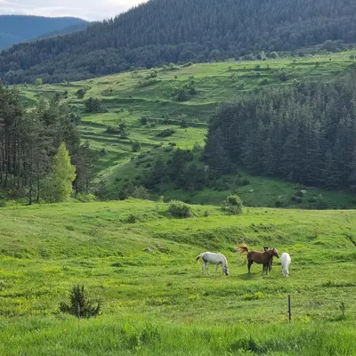 three horses grazing in a field of green grass at Къща за гости ВИРА in Yasă-Koriya