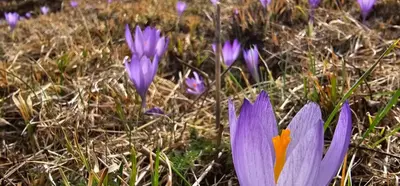 a group of purple flowers in the grass at Комплекс Арда in Arda