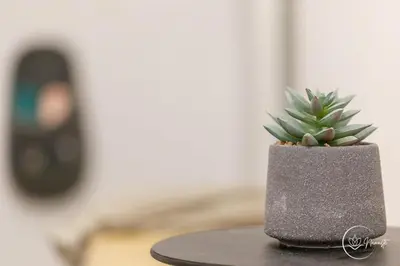 a succulentuanauanauanauanauanauanauanauanauanauanauanauana at Namaste apartment - cozy, central and relaxing stay near AUBG, freshly renovated in Blagoevgrad