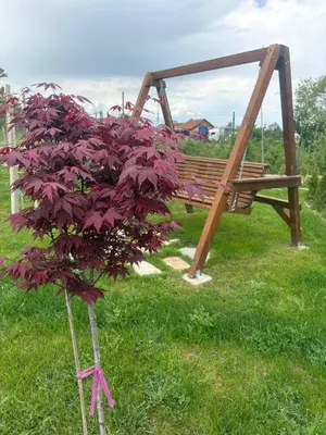 a purple plant in front of a wooden swing at Villa YoSi in Sapareva Banya