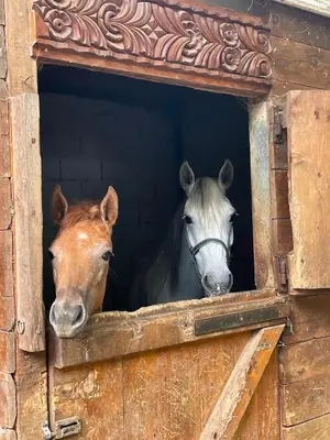 two horses looking out of a barn window at Kъщичка в полите на планина Витоша с коне и животни in Sofia