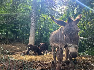 a donkey standing in a field with other animals at Kъщичка в полите на планина Витоша с коне и животни in Sofia