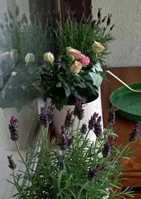 a white vase filled with flowers on a table at Апартамент ДАРА in Smolyan