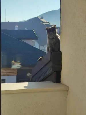 a cat sitting on the ledge of a building at Топ локация! in Bansko