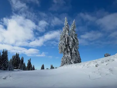 a snow covered tree on top of a snow covered hill at Aпартамент за гости SKI DREAM Grand Monastery-Пампорово in Pamporovo