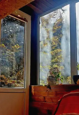 two windows in a room with a tree on the wall at Villa Byala Luna - Guest House in Bistriza