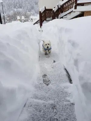 a dog walking down a snow covered path at 19 Rose in Bansko