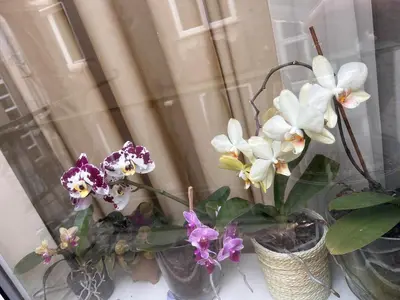 a group of flowers in vases on a window sill at My orchids apartment in the heart of Sofia in Sofia