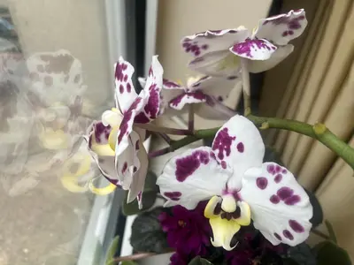 a bunch of purple and white flowers in a window at My orchids apartment in the heart of Sofia in Sofia