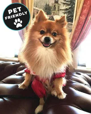 a dog is dressed up in a outfit on a couch at Beautiful two bedroom 4th floor apartment in Elegant Luxe Hotel with pool, sauna, gym and steam room in Bansko