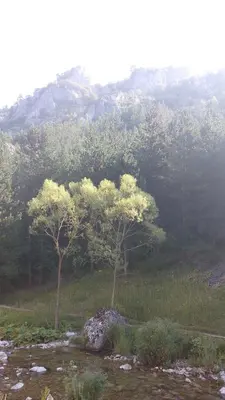 two trees in a field with a mountain in the background at Guest House Jani in Trigrad