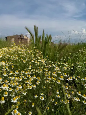 a field of yellow and white flowers in a field at Stenata LightWill in Banya
