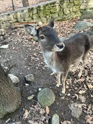 a deer standing next to a stone wall at Спа Комплекс Ливадите in Deredzhik-Kʼoy