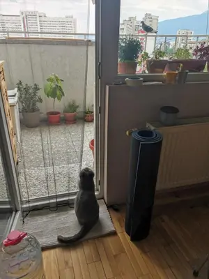 a cat sitting on a mat looking out the door at Artsy Penthouse & mountain view in Sofia