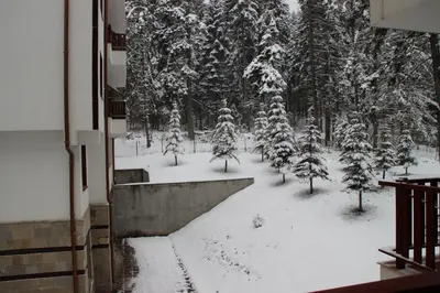 a snow covered yard with trees in the background at Private apartments in Flora Residence in Borovets