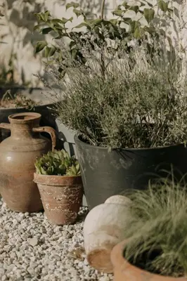 a group of potted plants sitting on a gravel ground at Villa YASNA - Art of slow living in Sredno Gradishte