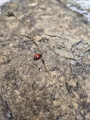 a lady bug sitting on top of a rock at Guest House Robin Hud in Cherni Osŭm