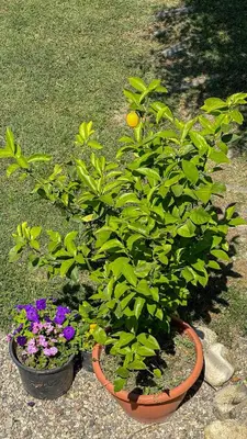 a plant in a pot next to some flowers at Camping Kromidovo in Kromidovo