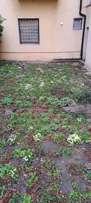 a yard full of flowers in front of a building at Bright apartment in Doktorska gradina in Sofia